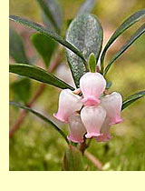 Толокнянка (медвежья ягода) (Arctostaphylos uvaursi Spr.) Толокнянка (медвежья ягода) (Arctostaphylos uvaursi Spr.)